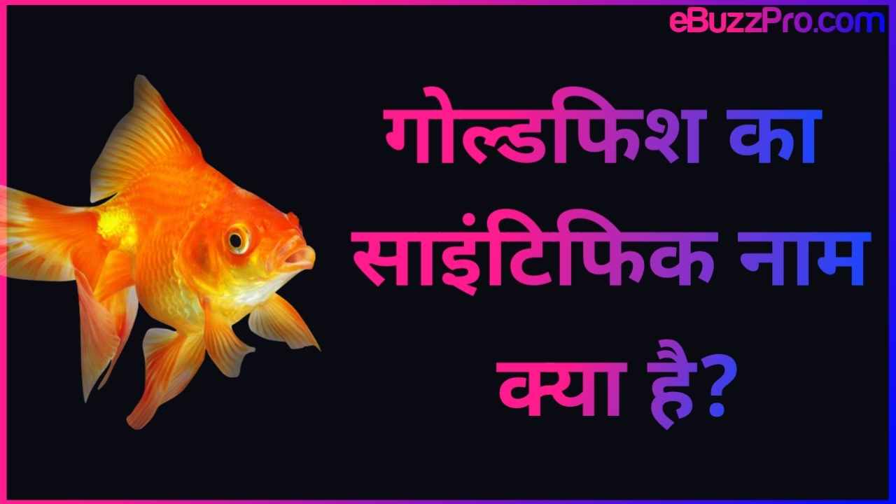Goldfish Ka Scientific Naam Kya Hai: गोल्डफिश का साइंटिफिक नाम क्या है