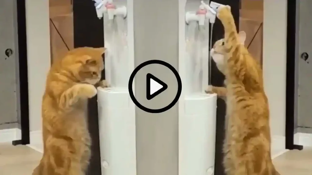 Viral Video of Cat Drinking Water by Opening the Tap Itself